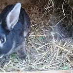 Vakantieboerderij Fewoja 