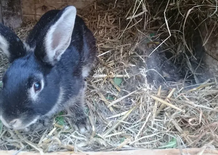 Vakantieboerderij Brunow 